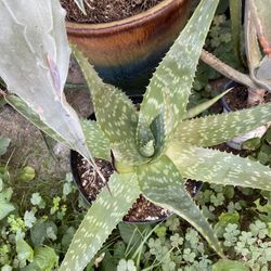 Assorted Medium Cactus 