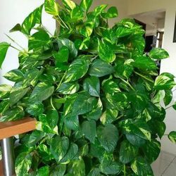 High Variegation Pothos Money Plant/ House Plant/ Indoor Plant Flower Patio Garden 