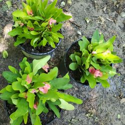 Corona De Cristo Millonaria Plant.