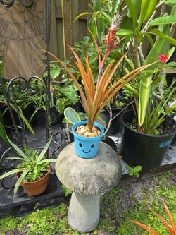 Pink Pineapple Blooming
