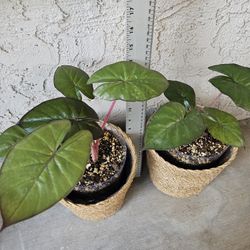 Alocasia Yucatan Princess (Elephant Ear Plant) In Basket