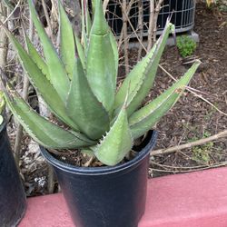 Ornamental Succulent 