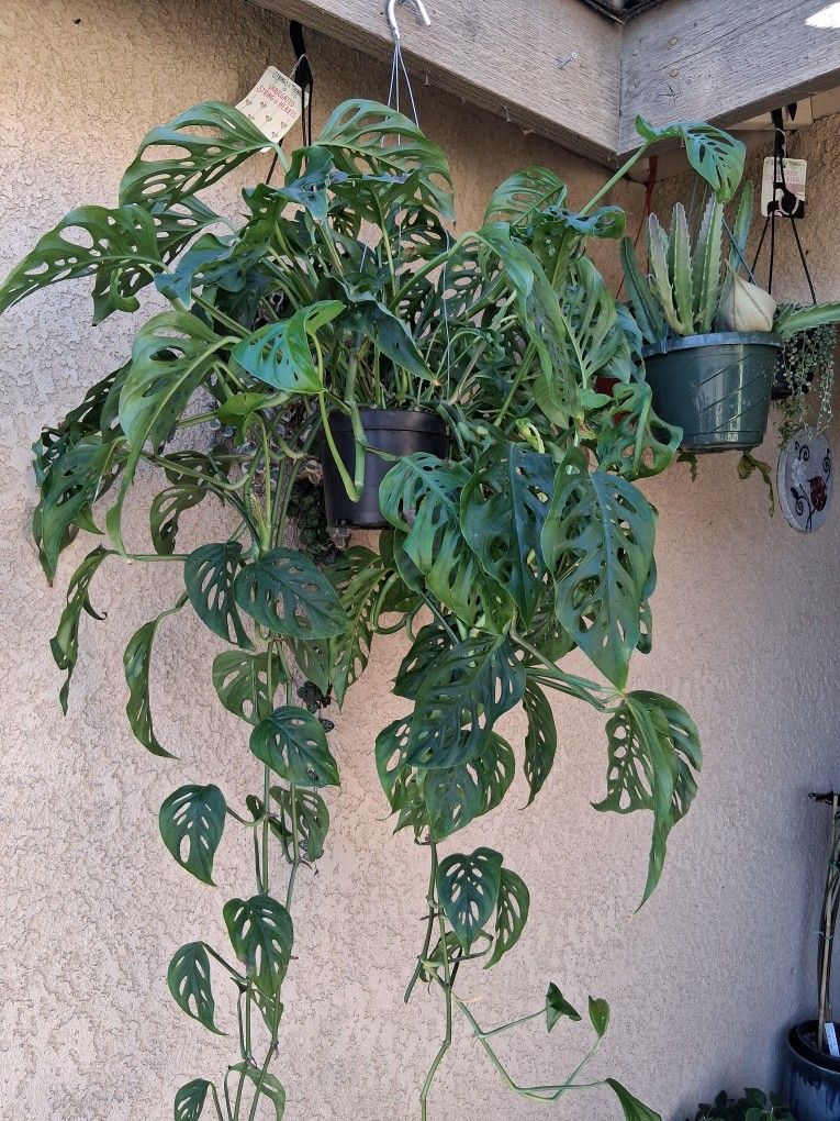 Large Monstera Adansonii "Swiss Cheese " Plant $38