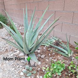 Aloe vera (Medicinal & Beauty)