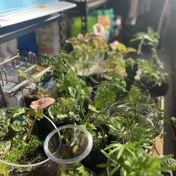 Plant Terrariums 