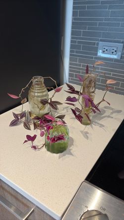 Inchplant (Tradescantia) propogations and vases!