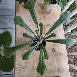 Plumeria Pudica Plant 