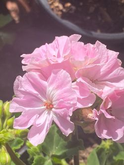 Geraniums apple blossom
