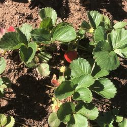 Strawberry Plants 1 Gallon (3 Plants Per Pot)