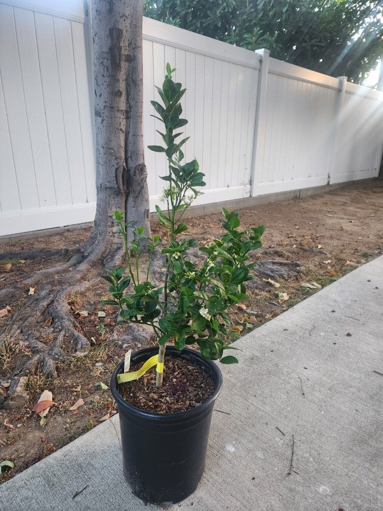 Dwarf Mexican Lime Tree