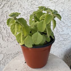 6 Inch Pot Rare Succulent Plant - Plectranthus Amboinicus - Comfort Plant, Cuban Oregano - Rooted & Established - Drought Resistant - 🪴 