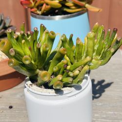 Jade plant