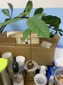 Avocado Plant