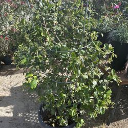 Jasmine