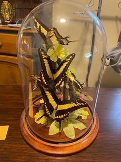 Butterfly Taxidermy Display Glass Dome
