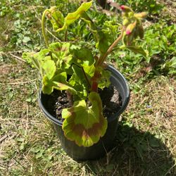 Geranium  Rojo Con Rosa 