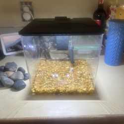 2 Gallon Betta Fish Tank