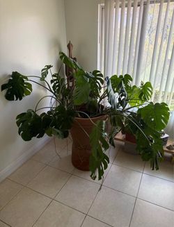 Indoor house plant - Monstera Deliciosa (Swiss Cheese Plant)