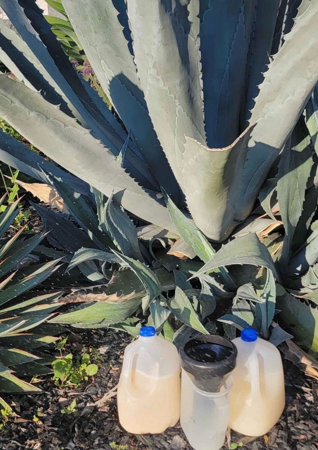 Pulque y aguamiel