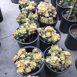 Succulent In 5 Gallon 