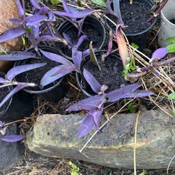 Purple Heart (Tradescantia pallida) 💜🌿
