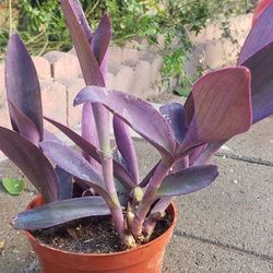 Purple Hearts - Succulents