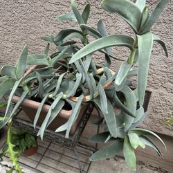 Succulent Plant