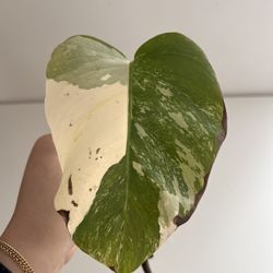 Monstera Albo Cutting