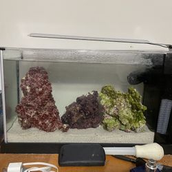 5 Gallon Aquarium 