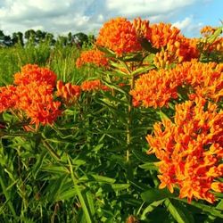 Orange Butterfly Weed flowers