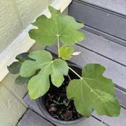 Fig Tree