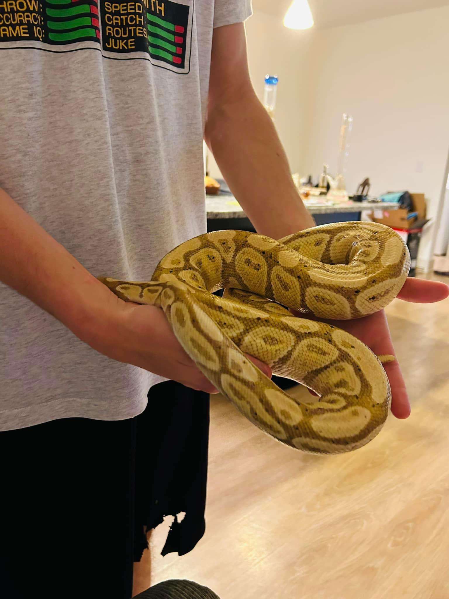Male Banana Ball Python 