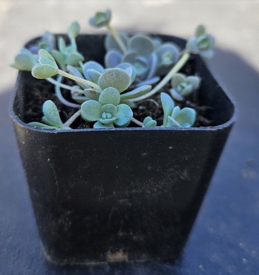 Succulent 2 Inch Pot