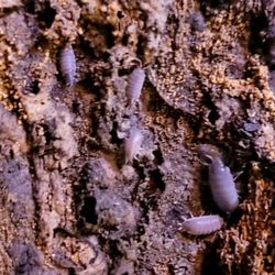Powder Blue Isopods
