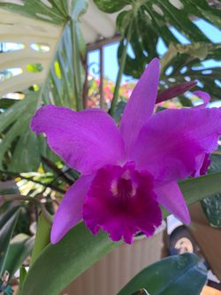 Cattleya Orchids