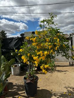 Árbol de la esperanza medicinal