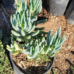 Cenesio Succulent