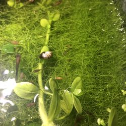 Riccia