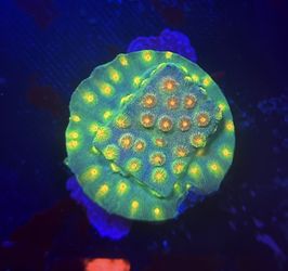 Fake Fish Tank Decoration 