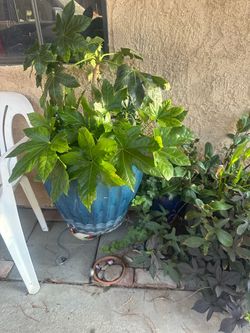 Japanese Aralia (Fatsia Japonica)