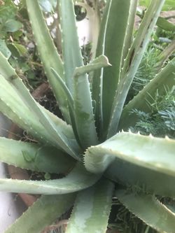 Cactus Agaves Aloe Vera Suculentas
