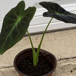 Elephant Ears Purple. $15