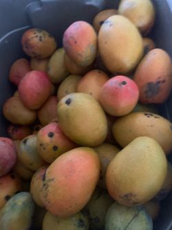 Mango very sweet, 2 types of Mangoes