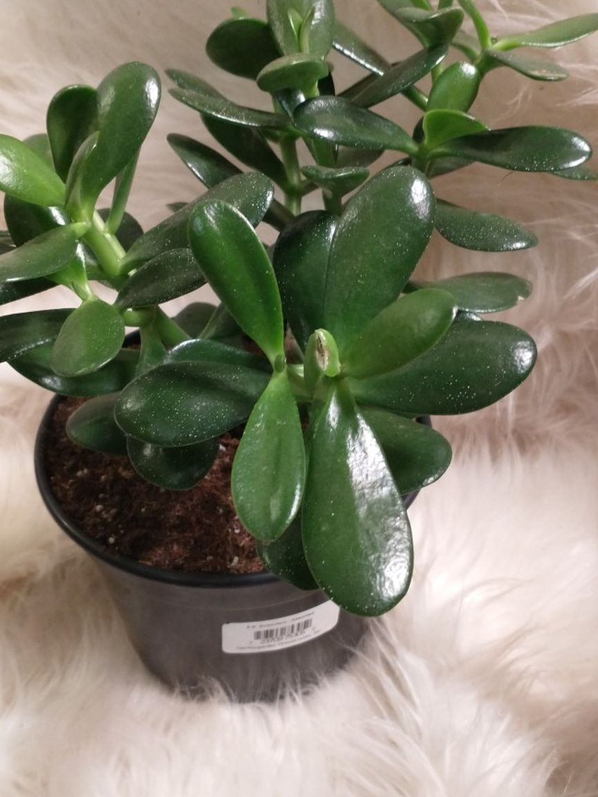 6" Gorgeous Jade Succulent. Full & Lush!