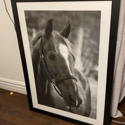 Beautiful  large format Black and white Horse Photograph 