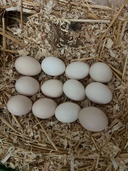 Silkie Chicken Fertile Eggs