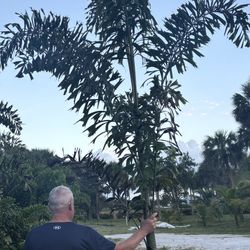 Foxtail Palms ( Free Delivery)