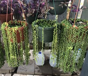 String Of pearls
