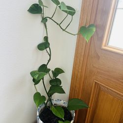 Heartleaf Pothos 