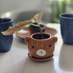 Angel Wing Begonia (Starter Plant) 🪴